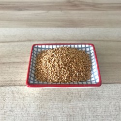 Alfalfa - graine à germer
